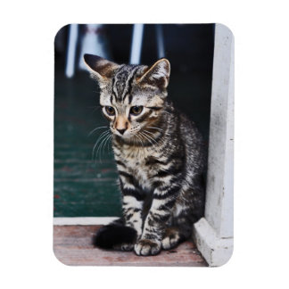 Magneet: Kitten Magneet