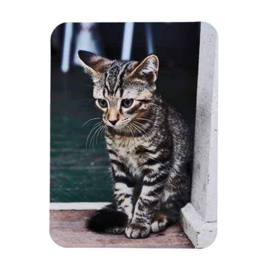 Magneet: Kitten Magneet (Verticaal)