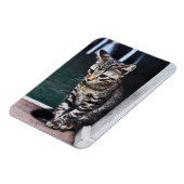 Magneet: Kitten Magneet (Linkerzijde)