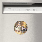 Magneet: "Kittens spelen met kevers" Magneet (Insitu (Vaatwasser))