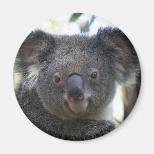 Magneet Koala Australië Foto ZIZZAGO