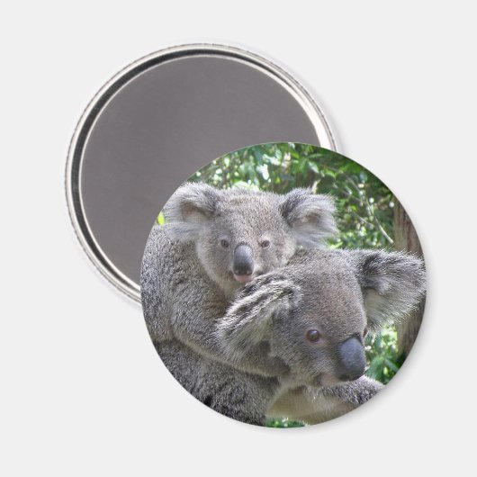 Magneet Koala en Baby Australië Foto (Voorkant / Achterkant)