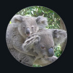 Magneet Koala en Baby Australië Foto<br><div class="desc">Magneet Koala en Baby Australië Foto 10 minuten ten noorden van de Gold Coast Airport, 20 minuten ten zuiden van Surfers Paradise. Ik heb een Koala geadopteerd! Uw bijdrage via ons Adopt a Wildlife Child programma zal het Sanctuary helpen met de kosten van het houden van uw gekozen soort, inclusief...</div>