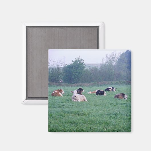 Magneet - Koeien - in kleur (Voorkant / Achterkant)