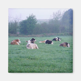 Magneet - Koeien - in kleur