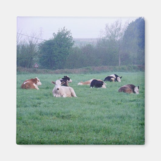 Magneet - Koeien - in kleur (Voorkant)