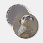 Magneet Kute Kat (Voorkant / Achterkant)
