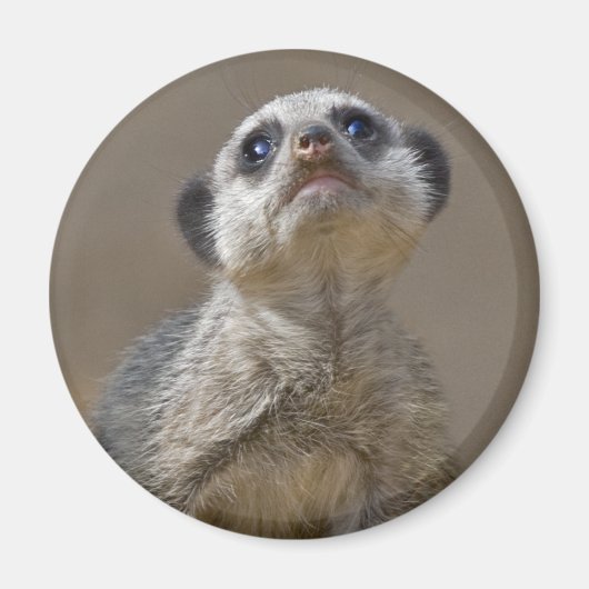 Magneet Kute Kat (Voorkant)