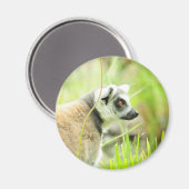 Magneet -Lemur- Ringstaart (Voorkant / Achterkant)