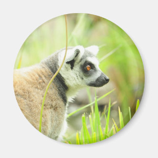 Magneet -Lemur- Ringstaart