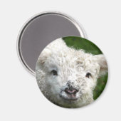 Magneet - Lente Lamb (Voorkant / Achterkant)