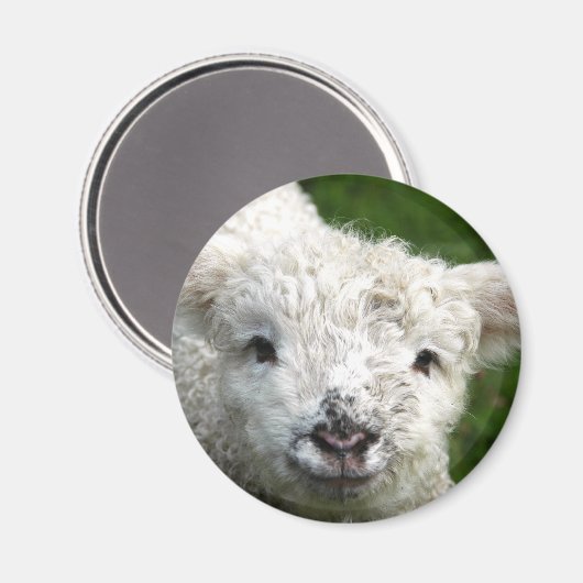 Magneet - Lente Lamb (Voorkant / Achterkant)