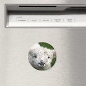 Magneet - Lente Lamb (Insitu (Vaatwasser))