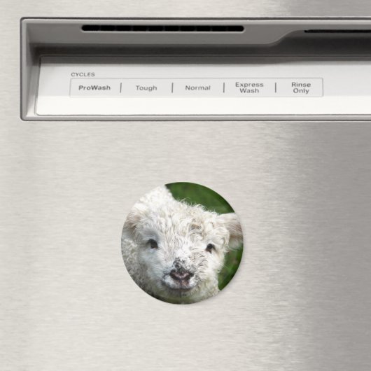 Magneet - Lente Lamb (Insitu (Vaatwasser))