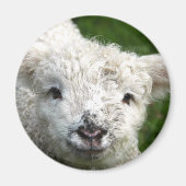 Magneet - Lente Lamb (Voorkant)
