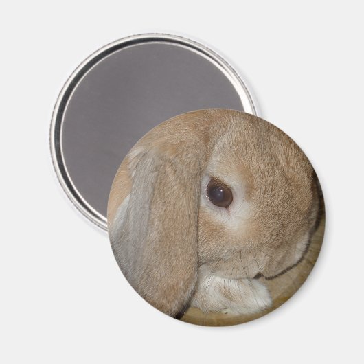 Magneet - Lop Eared Dwarf Rabbit (Voorkant / Achterkant)