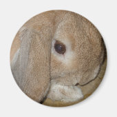 Magneet - Lop Eared Dwarf Rabbit (Voorkant)