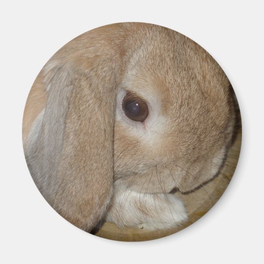 Magneet - Lop Eared Dwarf Rabbit (Voorkant)