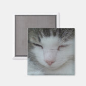 Magneet - Maine Coon Cat Afbeelding 2 (Voorkant / Achterkant)