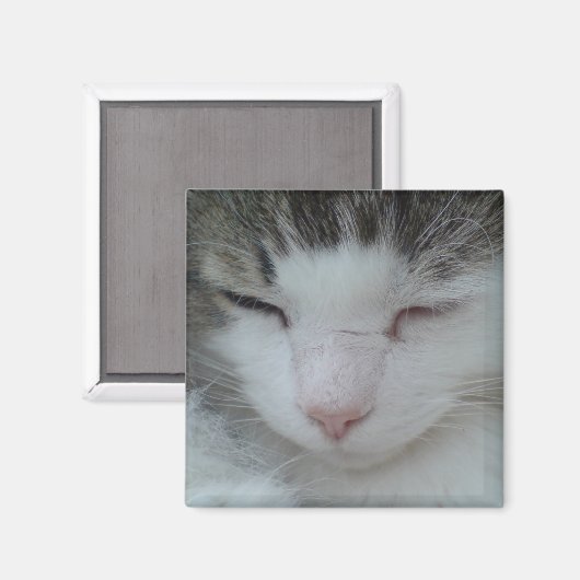 Magneet - Maine Coon Cat Afbeelding 2 (Voorkant / Achterkant)