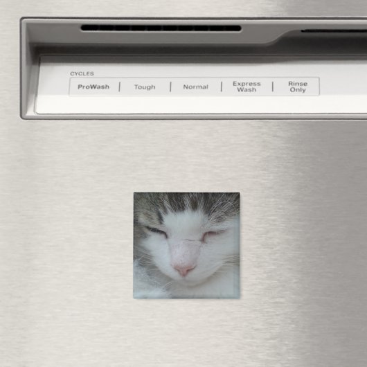 Magneet - Maine Coon Cat Afbeelding 2 (Insitu (Vaatwasser))