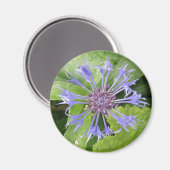 Magneet met blauwe korenbloem (Voorkant / Achterkant)