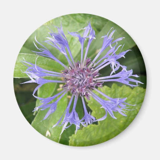 Magneet met blauwe korenbloem (Voorkant)