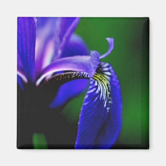 Magneet met close-up van blauwe iris bloem (Voorkant)