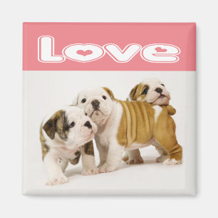 Magneet met Engelse Bulldog Puppy Hond