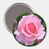 Magneet met mooie roze roos (Voorkant / Achterkant)