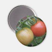 Magneet met oranje en rode tomaten (Voorkant / Achterkant)
