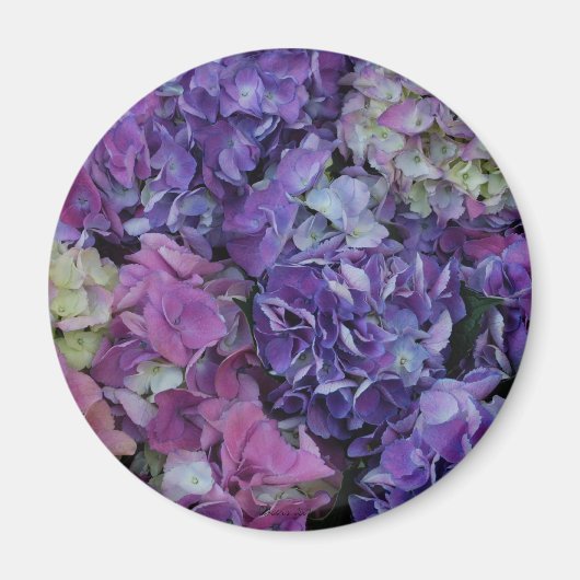 Magneet met paarse hortensia (Voorkant)