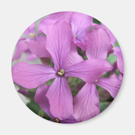 Magneet met paarse wilde bloemen (Voorkant)