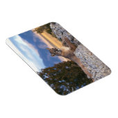 Magneet met poema afbeelding (Rechterzijde)