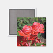 Magneet met print van roze rozen (Voorkant / Achterkant)