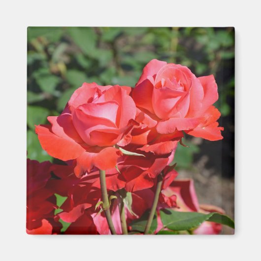 Magneet met print van roze rozen (Voorkant)