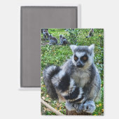 Magneet met ringstaartmaki – unieke dierenprint (Voorkant / Achterkant)