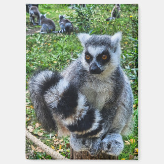 Magneet met ringstaartmaki – unieke dierenprint