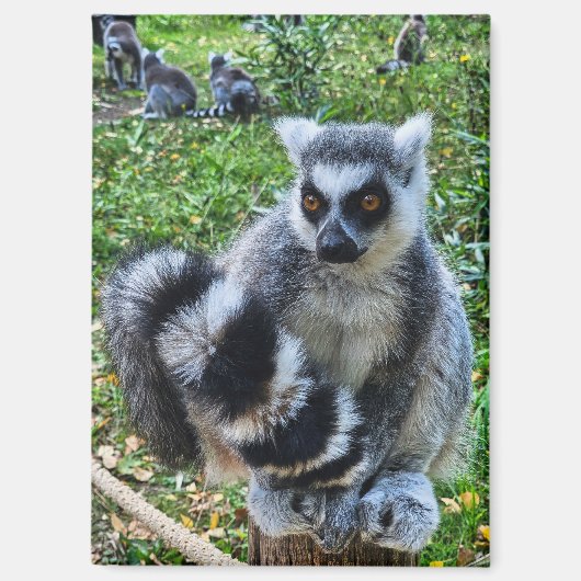 Magneet met ringstaartmaki – unieke dierenprint (Voorkant)