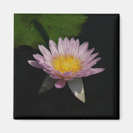 Magneet met roze paarse lotus waterlelie