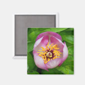 Magneet met roze pioenbloem (Voorkant / Achterkant)