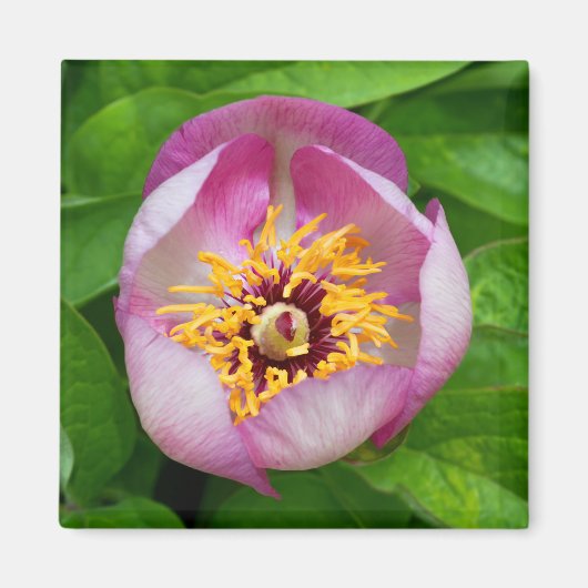 Magneet met roze pioenbloem (Voorkant)