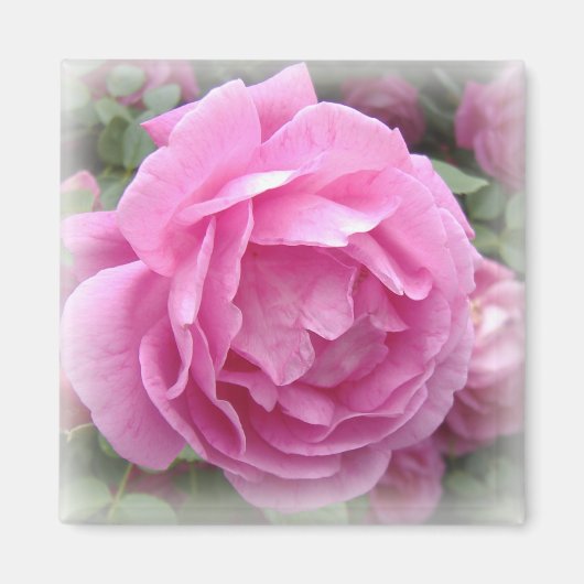 Magneet met roze roos (Voorkant)