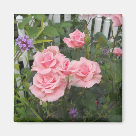 Magneet met roze rozen (Voorkant)