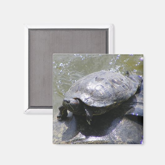 Magneet met schildpad (Voorkant / Achterkant)