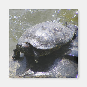 Magneet met schildpad