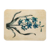 Magneet met vintage botanische bloemhyacint (Horizontaal)