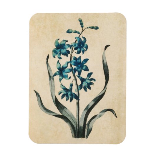 Magneet met vintage botanische bloemhyacint (Verticaal)