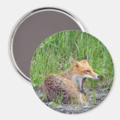 Magneet met vos (Voorkant / Achterkant)