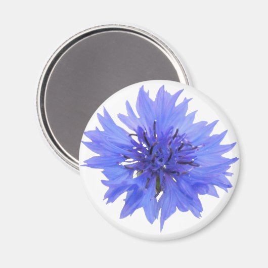 Magneet met wilde blauwe korenbloem (Voorkant / Achterkant)